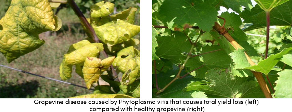 Tăng sản lượng sản xuất trang trại bằng cách giảm tổn thất năng suất