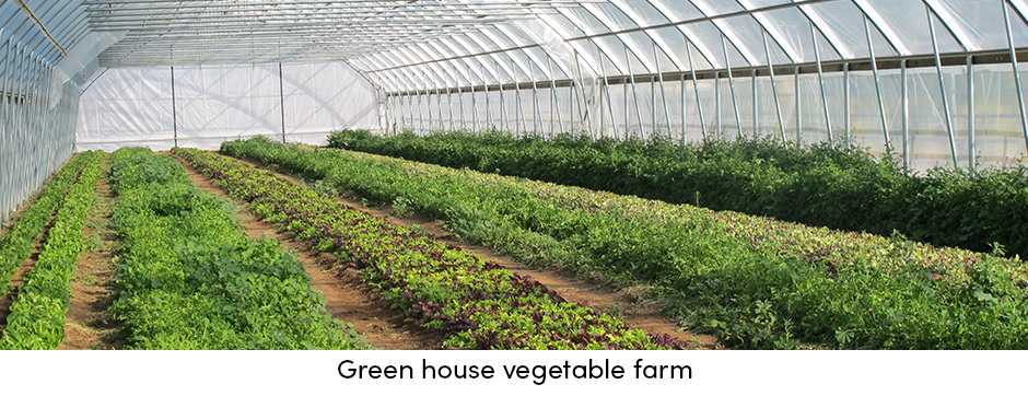 Vượt qua giới hạn thời tiết với canh tác trong nhà kính