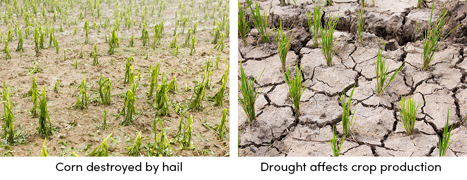 Tầm quan trọng của việc theo dõi thời tiết trong sản xuất trang trại