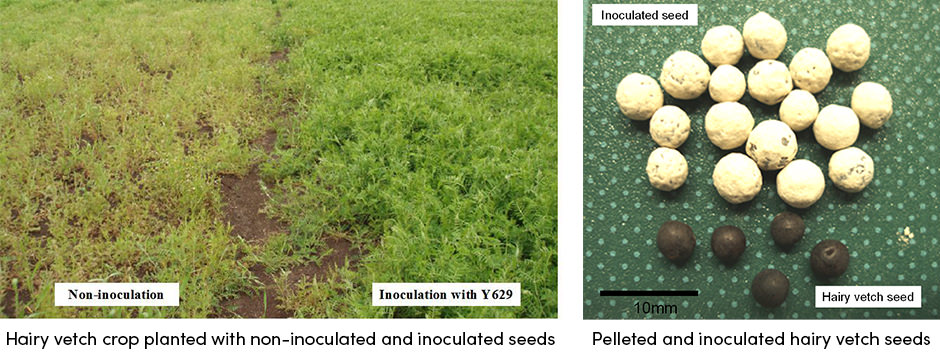 Nông dân có thể hưởng lợi như thế nào từ việc cấy giống?