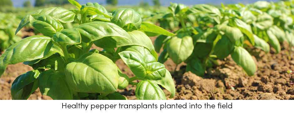 Những thông tin cơ bản cần xem xét khi sử dụng mô cấy trong sản xuất rau