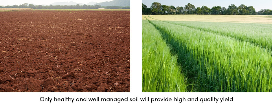 Tăng năng suất của bạn bằng cách lập kế hoạch làm đất