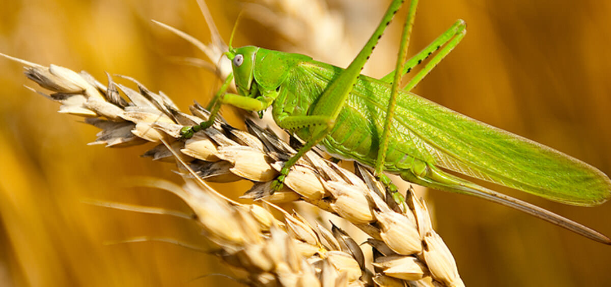 Làm thế nào để đối phó với côn trùng gây hại?
