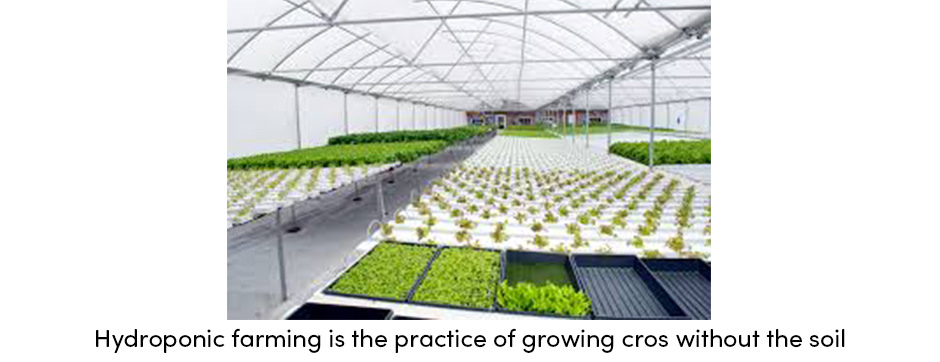 Canh tác thủy canh: Bước ngoặt trong trồng trọt