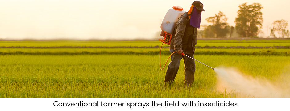 Làm thế nào để đối phó với côn trùng gây hại?