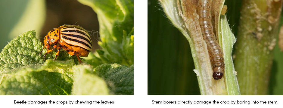 Làm thế nào để đối phó với côn trùng gây hại?