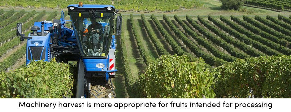 Máy cắt cỏ: Con đường rõ ràng dẫn đến vườn cây ăn quả được bảo trì tốt