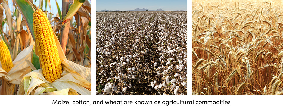 Mọi điều Nông dân nên biết về giao dịch hàng hóa