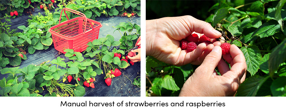 Máy cắt cỏ: Con đường rõ ràng dẫn đến vườn cây ăn quả được bảo trì tốt