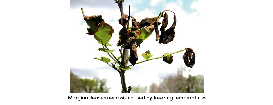 Bệnh hại cây trồng: Cơn ác mộng của mọi nhà nông