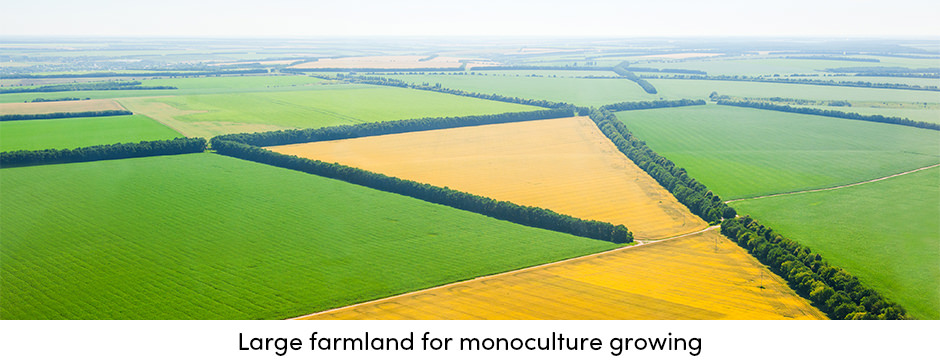 Độc canh hay đa canh: Cái nào tốt hơn cho sản xuất cây trồng?