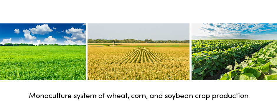 Độc canh hay đa canh: Cái nào tốt hơn cho sản xuất cây trồng?