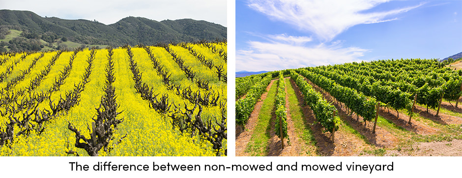 Cắt cỏ như một thực hành bảo trì đơn giản