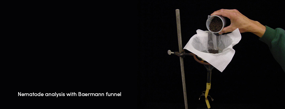 Tuyến trùng – Ký sinh trùng trong đất thầm lặng