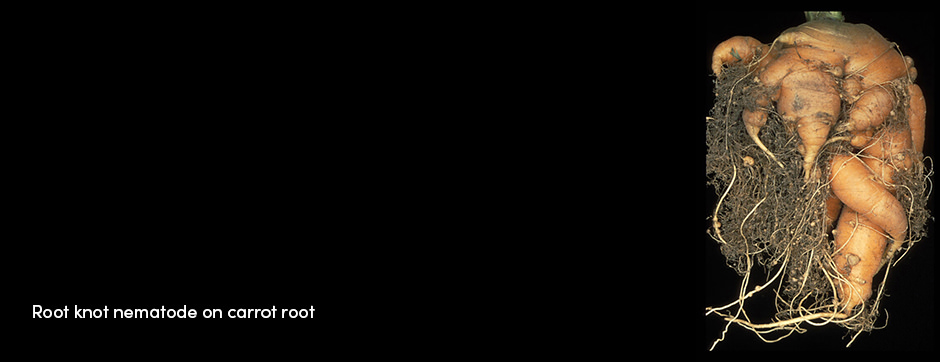 Tuyến trùng – Ký sinh trùng trong đất thầm lặng