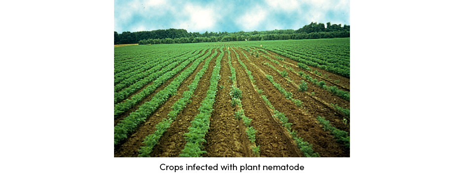 Tuyến trùng – Ký sinh trùng trong đất thầm lặng