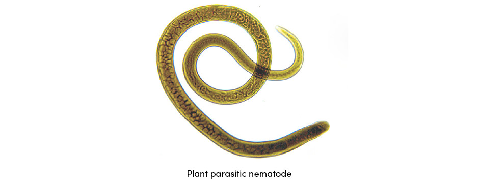 Tuyến trùng – Ký sinh trùng trong đất thầm lặng