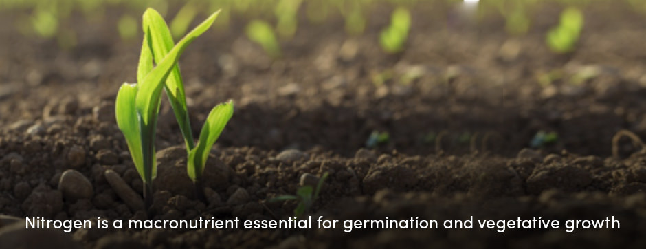 Các chất dinh dưỡng đa lượng đóng một vai trò quan trọng trong sản xuất cây trồng