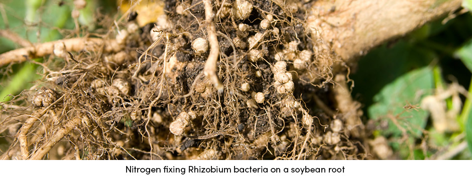 Nông dân có thể hưởng lợi như thế nào từ việc cấy giống?