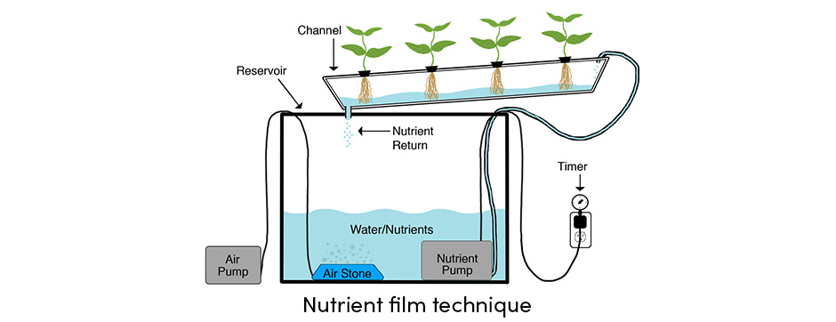 Canh tác thủy canh: Bước ngoặt trong trồng trọt
