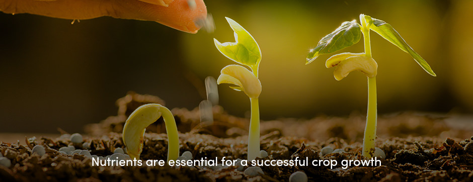 Tạo nguồn dự trữ chất dinh dưỡng bằng cách bón phân cơ bản