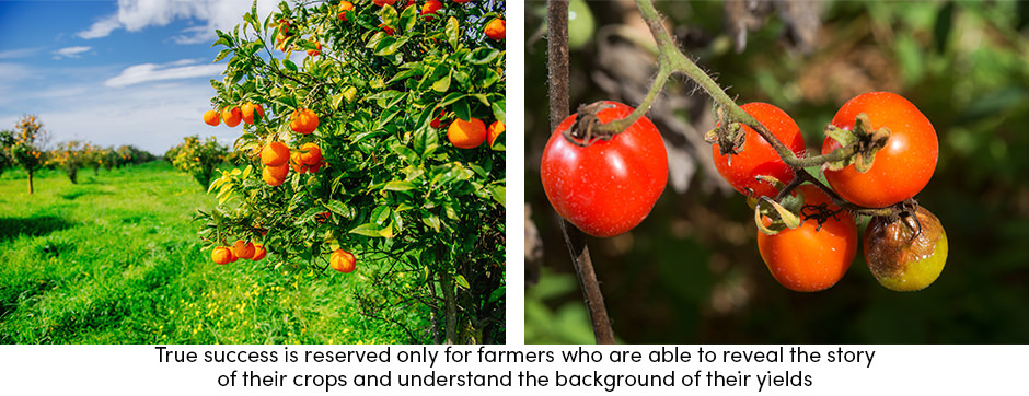 Làm cách nào để thu được nhiều loại cây trồng có giá trị cao hơn bằng cách sử dụng bản đồ năng suất?