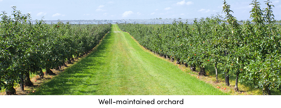 Cắt cỏ như một thực hành bảo trì đơn giản