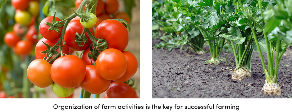Tổ chức là chìa khóa để canh tác thành công