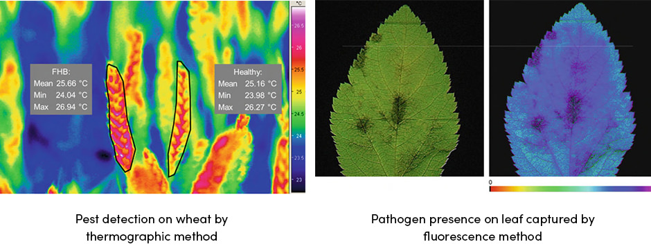 Cảm biến phát hiện dịch hại cây trồng