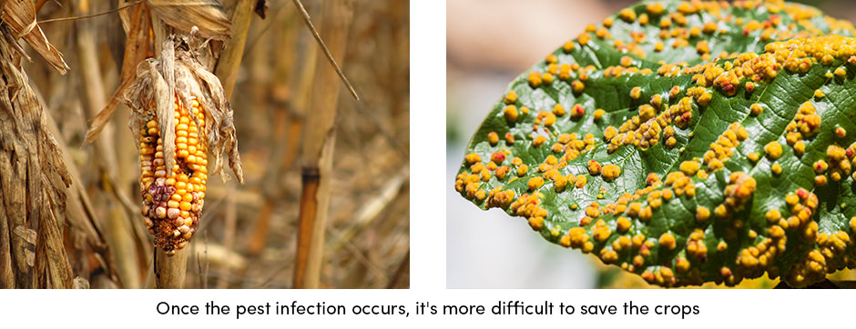 Tăng sản lượng sản xuất trang trại bằng cách giảm tổn thất năng suất