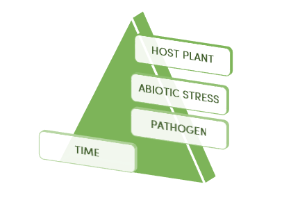 Bệnh hại cây trồng: Cơn ác mộng của mọi nhà nông