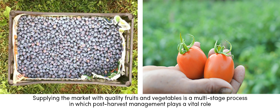 Làm mát trước thay đổi bộ mặt quản lý sau thu hoạch