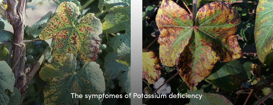 Các chất dinh dưỡng đa lượng đóng một vai trò quan trọng trong sản xuất cây trồng