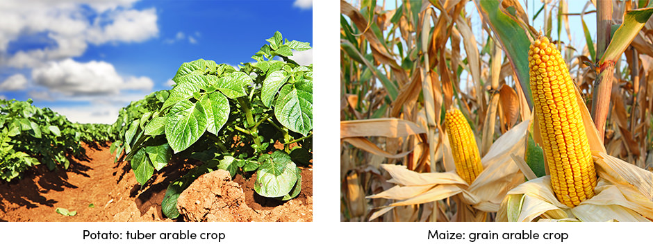 Thực tiễn đánh dấu sự khởi đầu của vòng đời cây trồng canh tác