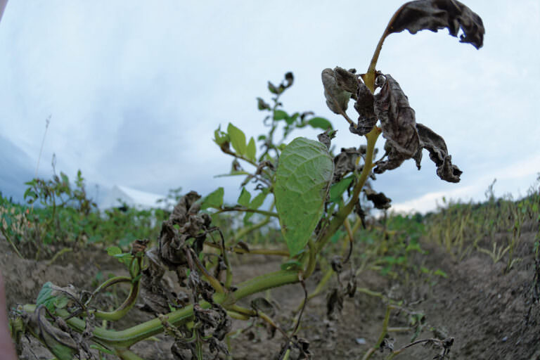 Độc canh hay đa canh: Cái nào tốt hơn cho sản xuất cây trồng?