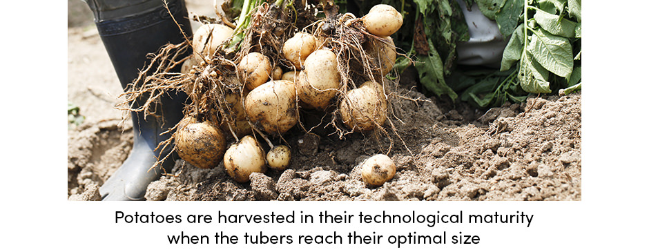 Tất cả các khía cạnh của thu hoạch cây trồng hợp lý