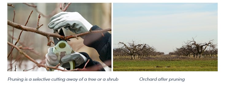 Làm thế nào để bảo dưỡng cây trồng thường xuyên mang lại năng suất ổn định?