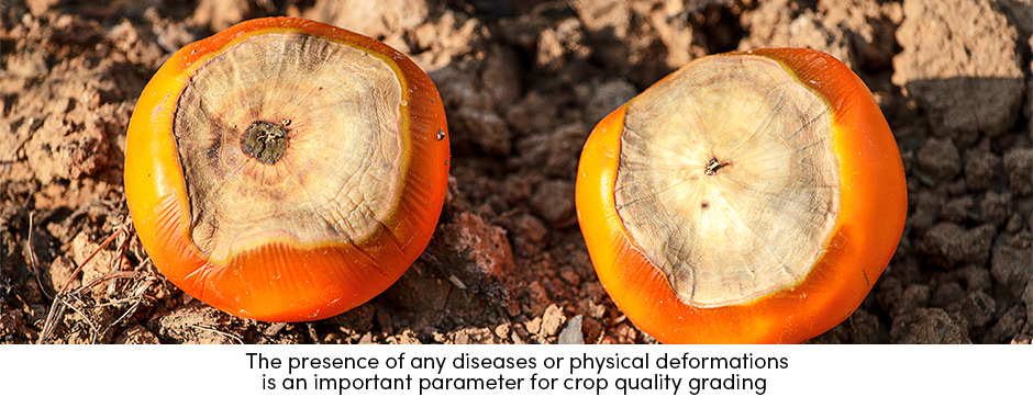 Phân loại chất lượng Chuẩn bị cây trồng cho thị trường