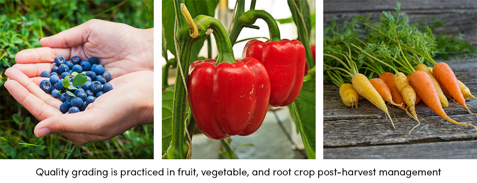 Phân loại chất lượng Chuẩn bị cây trồng cho thị trường