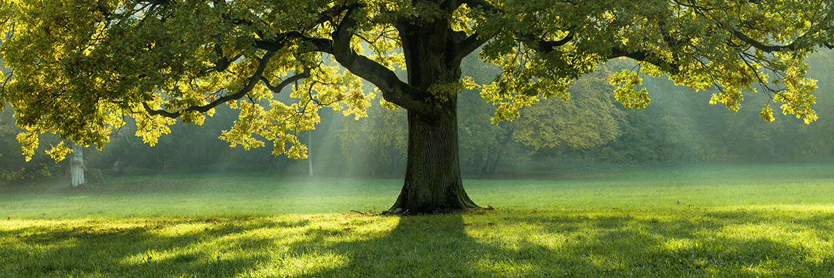 Giới thiệu về Nguyên tắc Nông nghiệp trường tồn và Quản lý Trang trại Kỹ thuật số