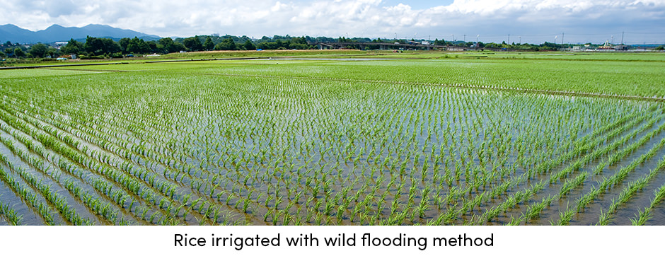 Tưới bề mặt có thể vừa có chi phí thấp vừa hiệu quả không?