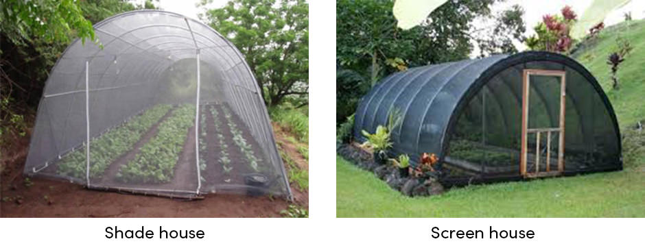 Vượt qua giới hạn thời tiết với canh tác trong nhà kính