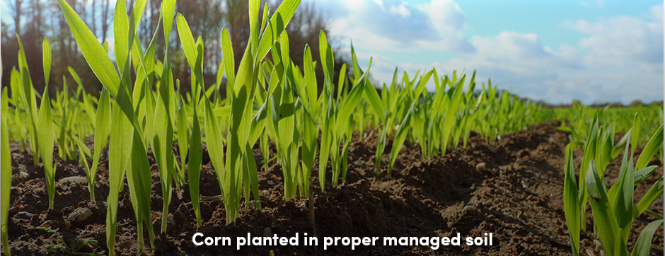 Đất khỏe đảm bảo canh tác bền vững