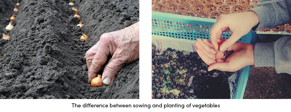 Canh tác rau từ đầu