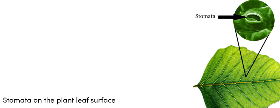 Quản lý dinh dưỡng cây trồng bằng phân bón lá