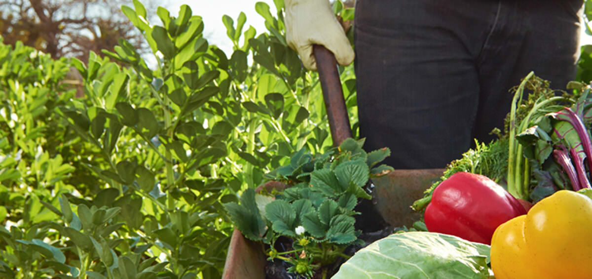 Sự thật quan trọng nhất về canh tác hữu cơ