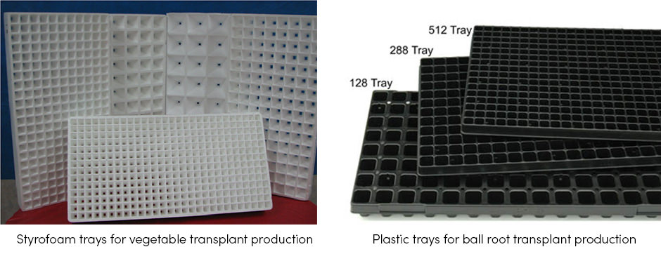 Những thông tin cơ bản cần xem xét khi sử dụng mô cấy trong sản xuất rau