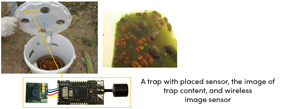 Cảm biến phát hiện dịch hại cây trồng