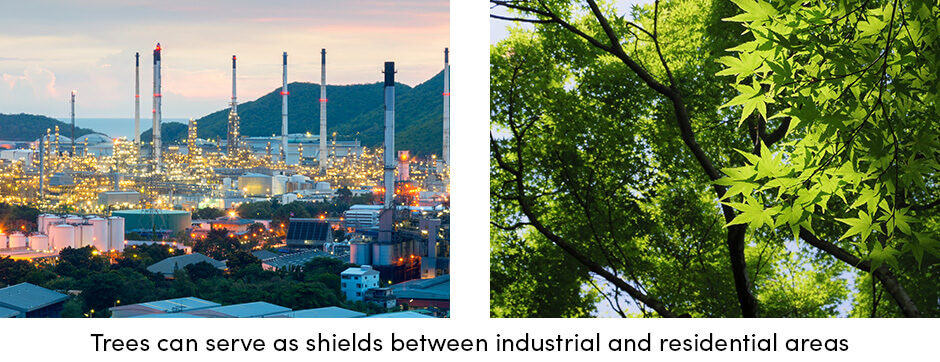 Rừng—Những người bảo vệ Thành phố, Trang trại và Hành tinh của chúng ta