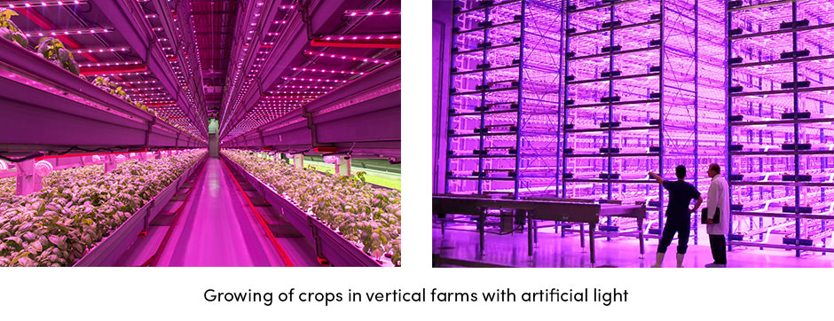 Canh tác dưới ánh sáng nhân tạo để đáp ứng nhu cầu lương thực trong tương lai
